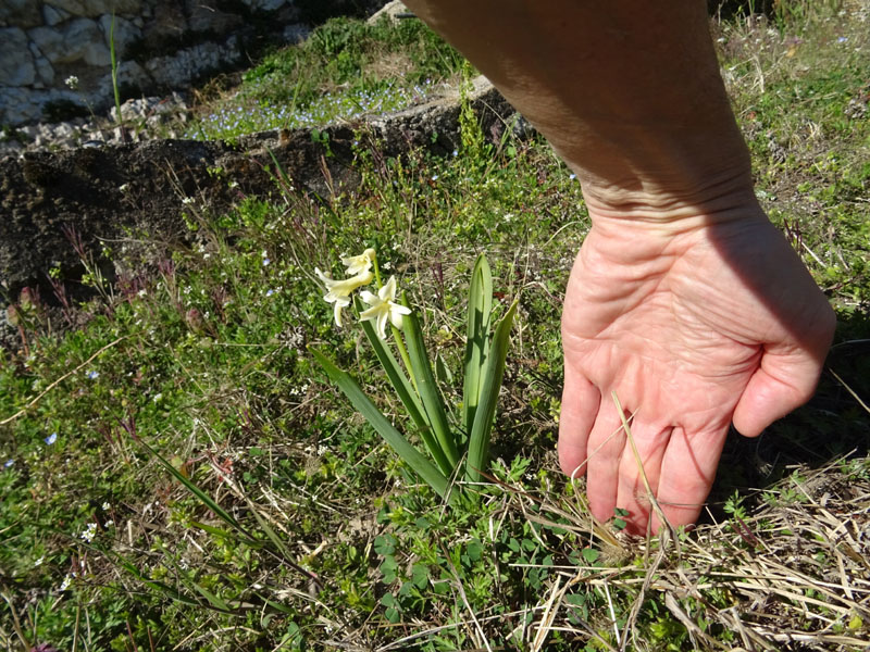 Hyacinthus sp.